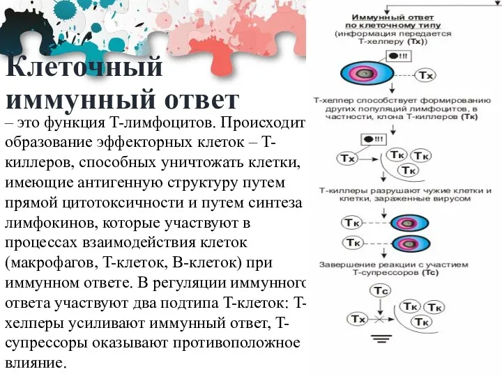 Клеточный иммунный ответ – это функция T-лимфоцитов. Происходит образование эффекторных