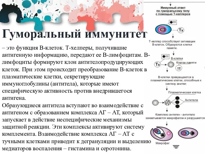 Гуморальный иммунитет – это функция B-клеток. Т-хелперы, получившие антигенную информацию,