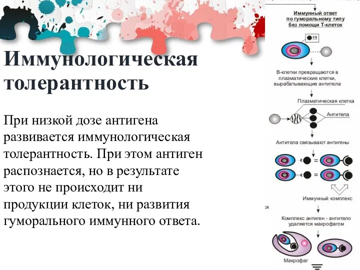 Иммунологическая толерантность При низкой дозе антигена развивается иммунологическая толерантность. При