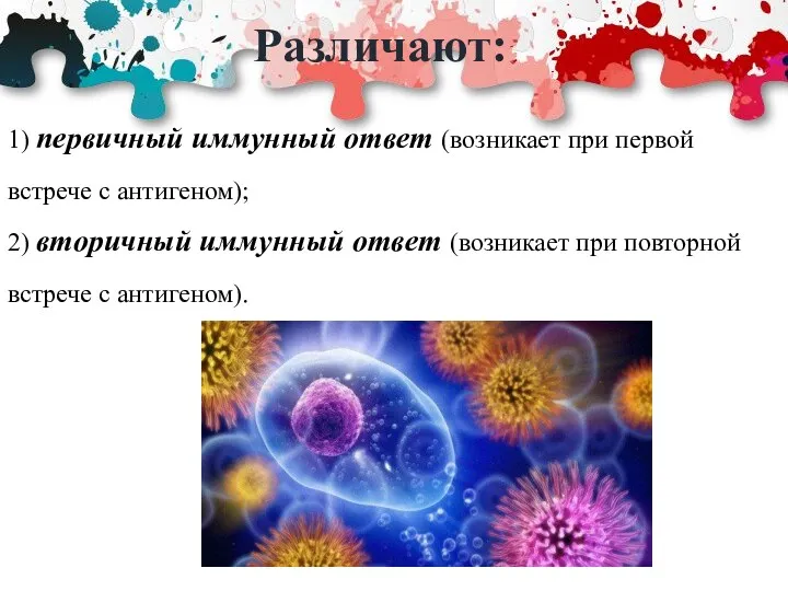 Различают: 1) первичный иммунный ответ (возникает при первой встрече с