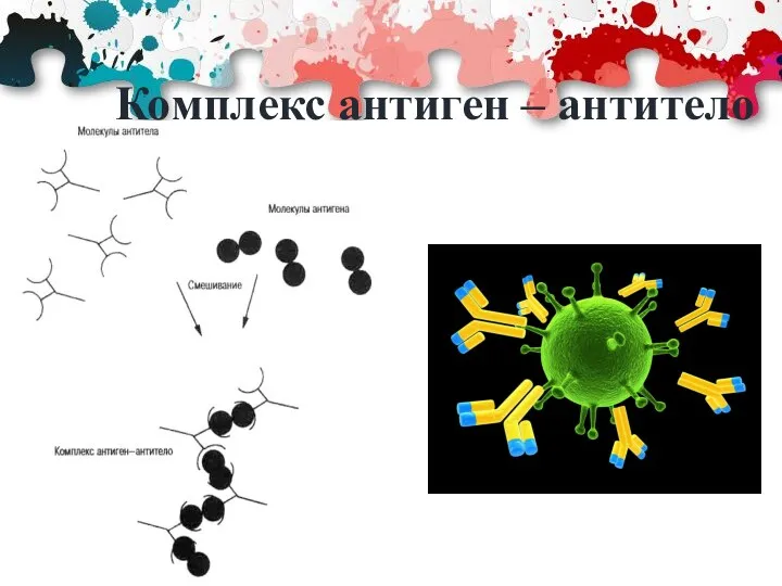 Комплекс антиген – антитело
