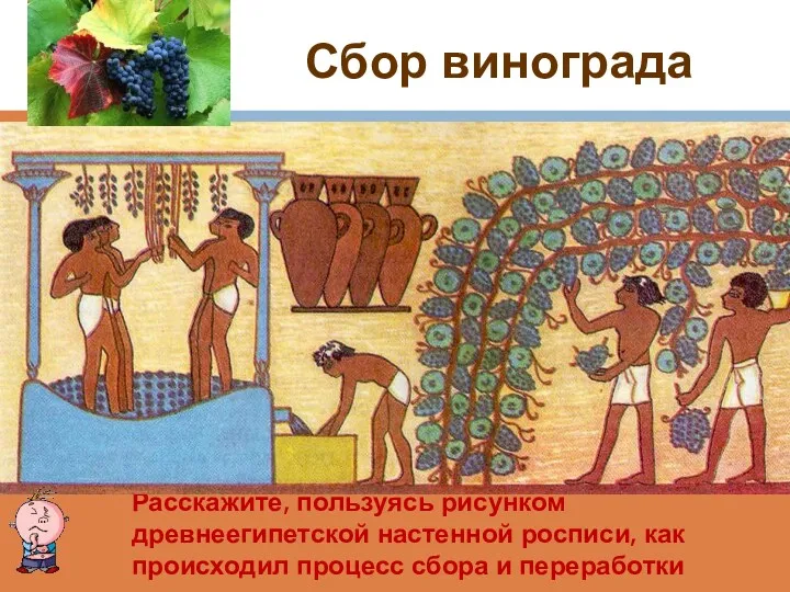 Сбор винограда Расскажите, пользуясь рисунком древнеегипетской настенной росписи, как происходил процесс сбора и переработки винограда.