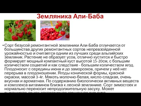 Земляника Али-Баба Сорт безусой ремонтантной земляники Али-Баба отличается от большинства