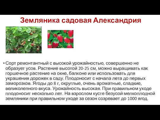 Земляника садовая Александрия Сорт ремонтантный с высокой урожайностью, совершенно не