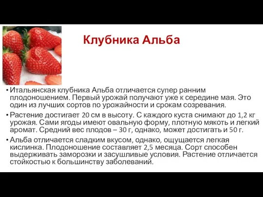 Клубника Альба Итальянская клубника Альба отличается супер ранним плодоношением. Первый