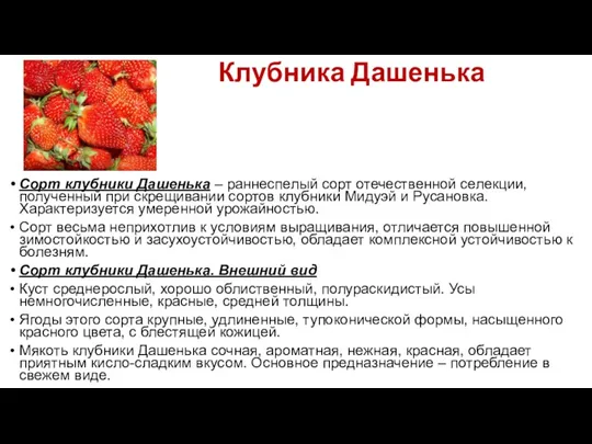 Клубника Дашенька Сорт клубники Дашенька – раннеспелый сорт отечественной селекции,