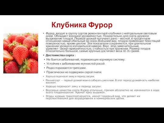 Клубника Фурор Фурор, входит в группу сортов ремонтантной клубники с