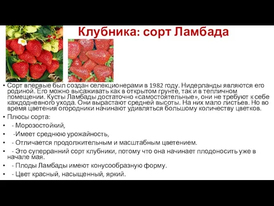 Клубника: сорт Ламбада Сорт впервые был создан селекционерами в 1982