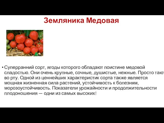 Земляника Медовая Суперранний сорт, ягоды которого обладают поистине медовой сладостью.