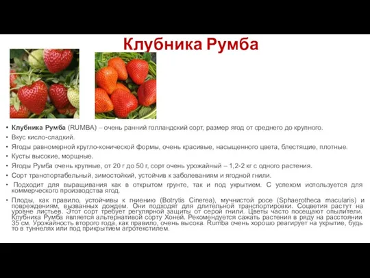 Клубника Румба Клубника Румба (RUMBA) – очень ранний голландский сорт,