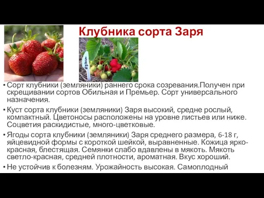 Клубника сорта Заря Сорт клубники (земляники) раннего срока созревания.Получен при