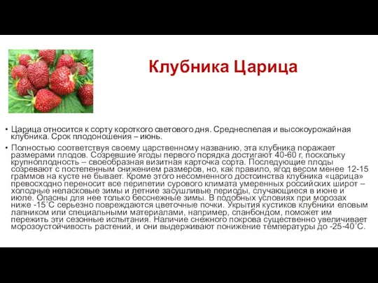 Клубника Царица Царица относится к сорту короткого светового дня. Среднеспелая