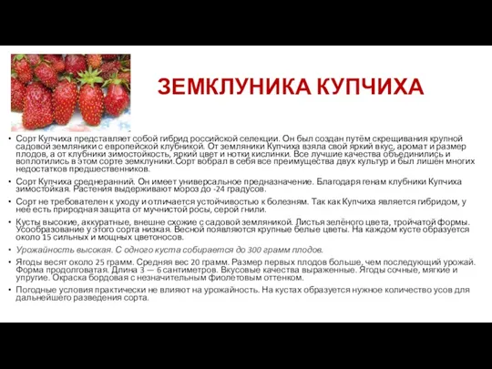 ЗЕМКЛУНИКА КУПЧИХА Сорт Купчиха представляет собой гибрид российской селекции. Он