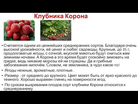 Клубника Корона Считается одним из ценнейших среднеранних сортов. Благодаря очень