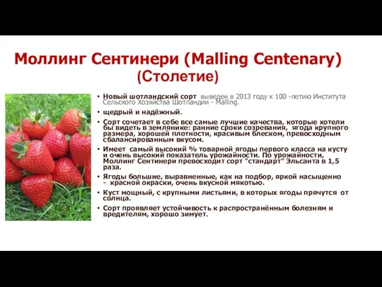 Моллинг Сентинери (Malling Centenary) (Столетие) Новый шотландский сорт выведен в