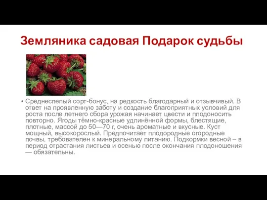 Земляника садовая Подарок судьбы Среднеспелый сорт-бонус, на редкость благодарный и