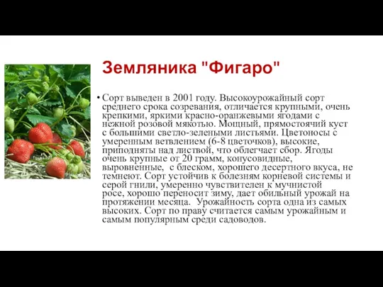 Земляника "Фигаро" Сорт выведен в 2001 году. Высокоурожайный сорт среднего