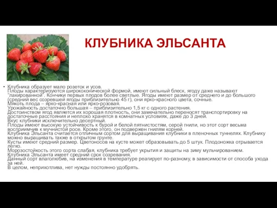 КЛУБНИКА ЭЛЬСАНТА Клубника образует мало розеток и усов. Плоды характеризуются