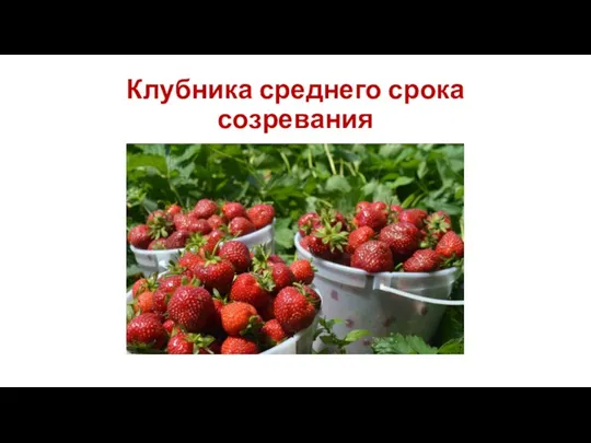 Клубника среднего срока созревания