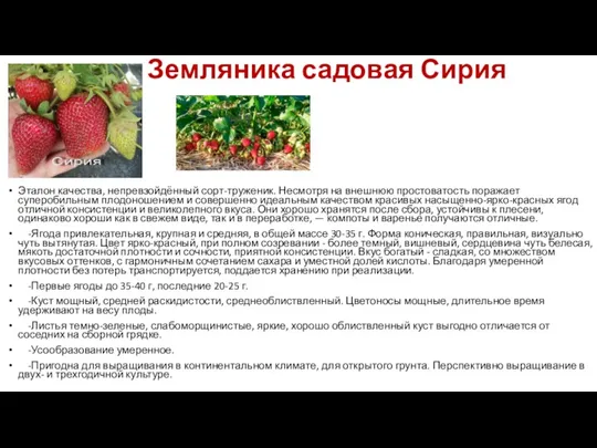 Земляника садовая Сирия Эталон качества, непревзойдённый сорт-труженик. Несмотря на внешнюю