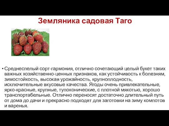 Земляника садовая Таго Среднеспелый сорт-гармония, отлично сочетающий целый букет таких