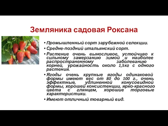 Земляника садовая Роксана Промышленный сорт зарубежной селекции. Средне-поздний итальянский сорт.