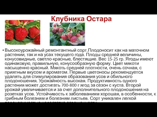 Клубника Остара Высокоурожайный ремонтантный сорт.Плодоносит как на маточном растении, так