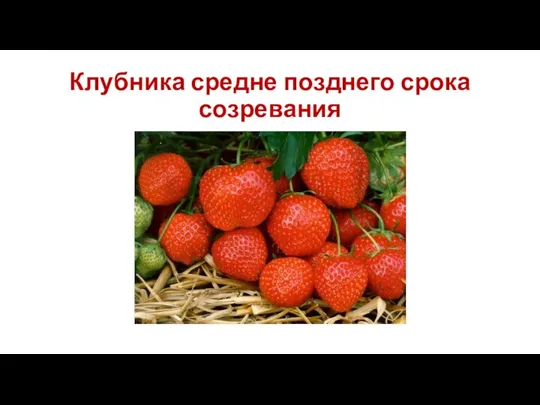 Клубника средне позднего срока созревания