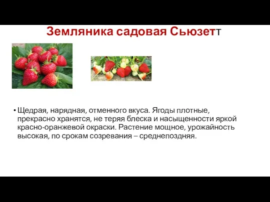 Земляника садовая Сьюзетт Щедрая, нарядная, отменного вкуса. Ягоды плотные, прекрасно