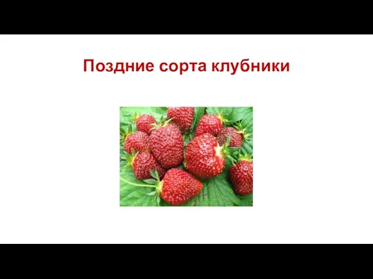 Поздние сорта клубники