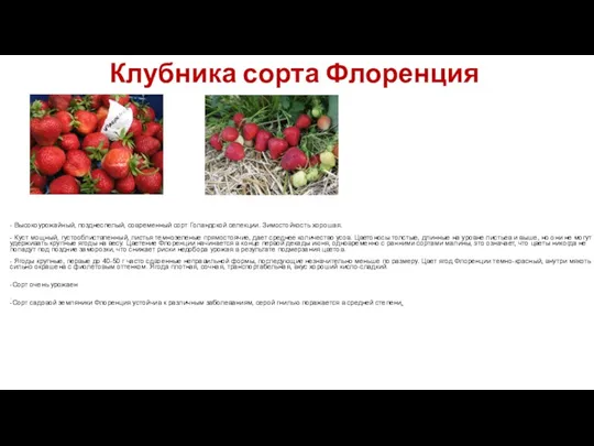 Клубника сорта Флоренция - Высокоурожайный, позднеспелый, современный сорт Голандской селекции.