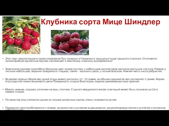 Клубника сорта Мице Шиндлер Этот сорт среднепозднего срока созревания был