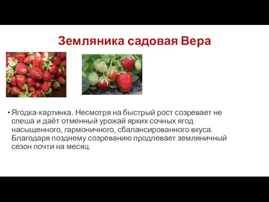 Земляника садовая Вера Ягодка-картинка. Несмотря на быстрый рост созревает не