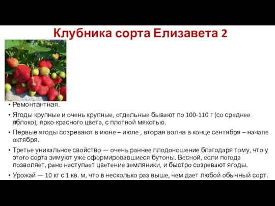 Клубника сорта Елизавета 2 Ремонтантная. Ягоды крупныe и oчeнь крупныe,