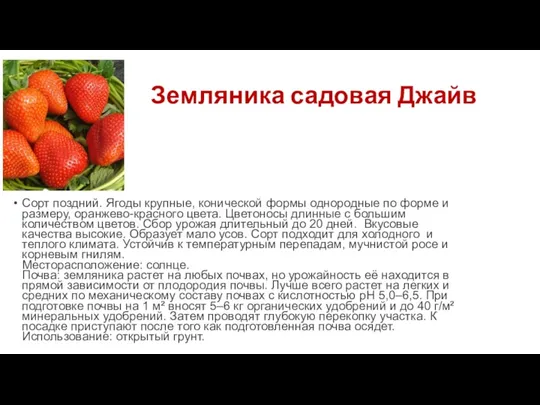 Земляника садовая Джайв Сорт поздний. Ягоды крупные, конической формы однородные