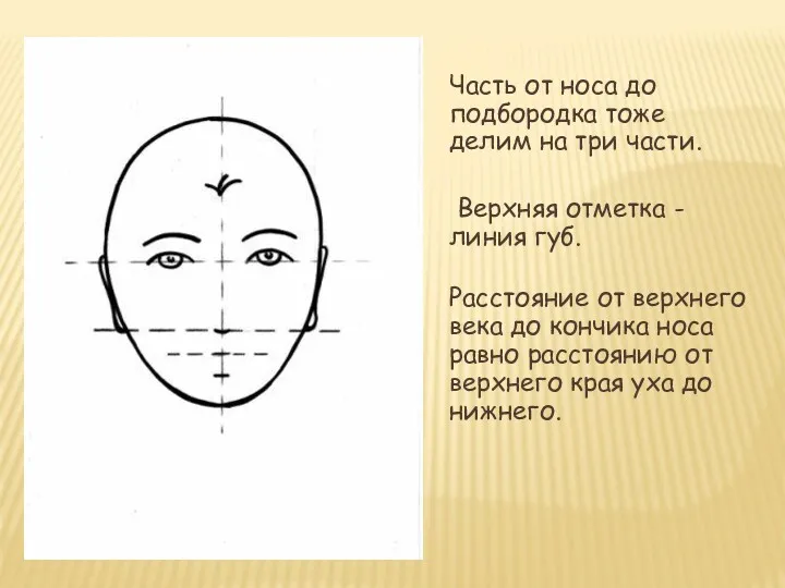Часть от носа до подбородка тоже делим на три части.