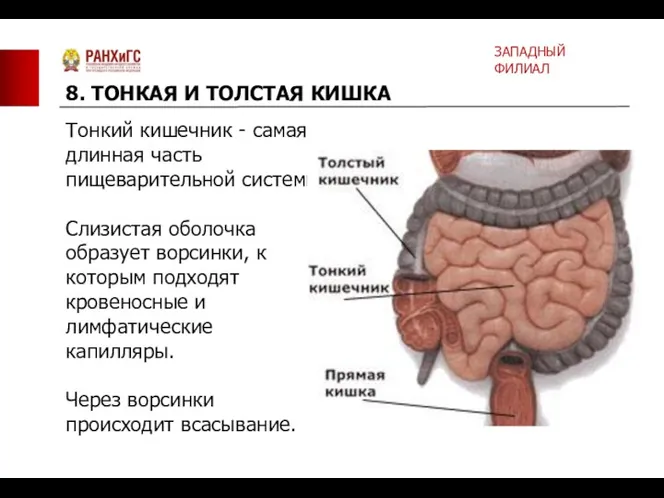 Тонкий кишечник - самая длинная часть пищеварительной системы. Слизистая оболочка