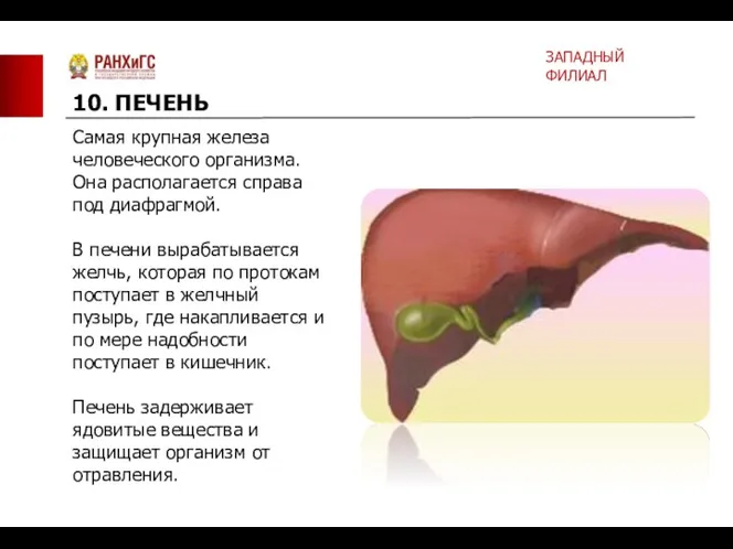 Самая крупная железа человеческого организма. Она располагается справа под диафрагмой.