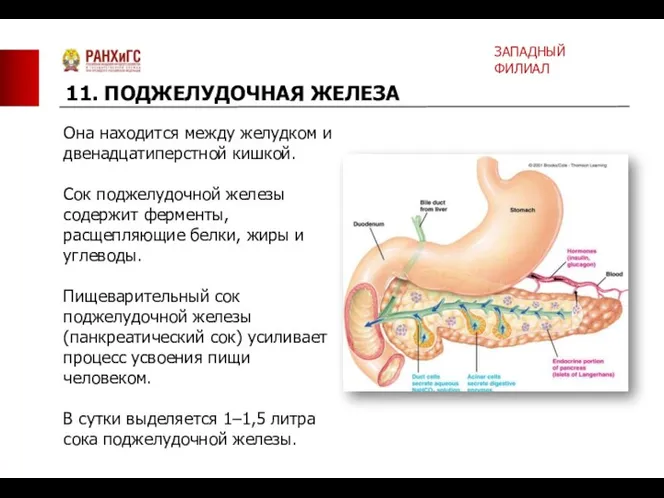 Она находится между желудком и двенадцатиперстной кишкой. Сок поджелудочной железы