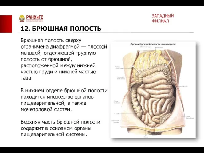 Брюшная полость сверху ограничена диафрагмой — плоской мышцей, отделяющей грудную