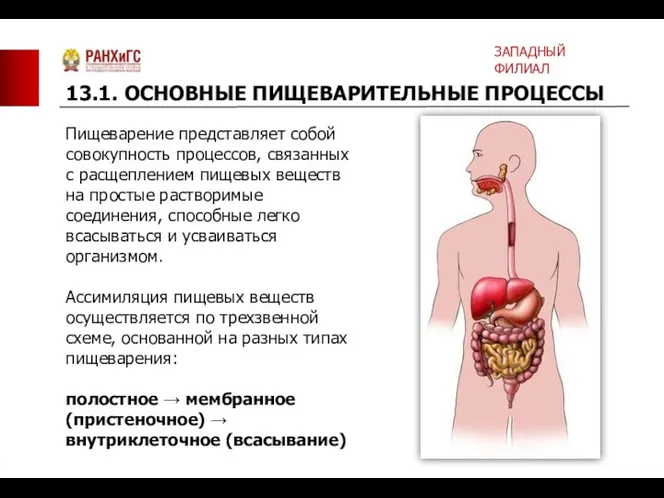 Пищеварение представляет собой совокупность процессов, связанных с расщеплением пищевых веществ