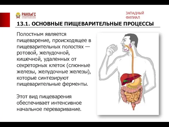 Полостным является пищеварение, происходящее в пищеварительных полостях — ротовой, желудочной,