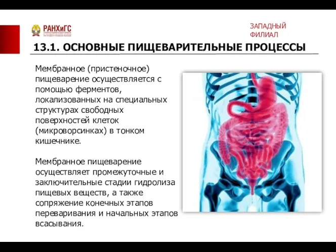 Мембранное (пристеночное) пищеварение осуществляется с помощью ферментов, локализованных на специальных