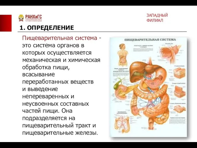 Пищеварительная система - это система органов в которых осуществляется механическая