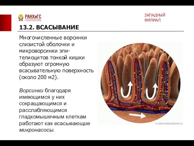 Многочисленные ворсинки слизистой оболочки и микроворсинки эпи- телиоцитов тонкой кишки