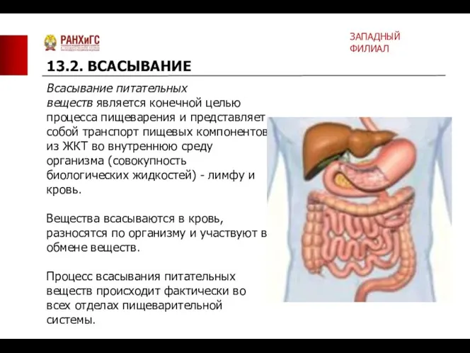 Всасывание питательных веществ является конечной целью процесса пищеварения и представляет