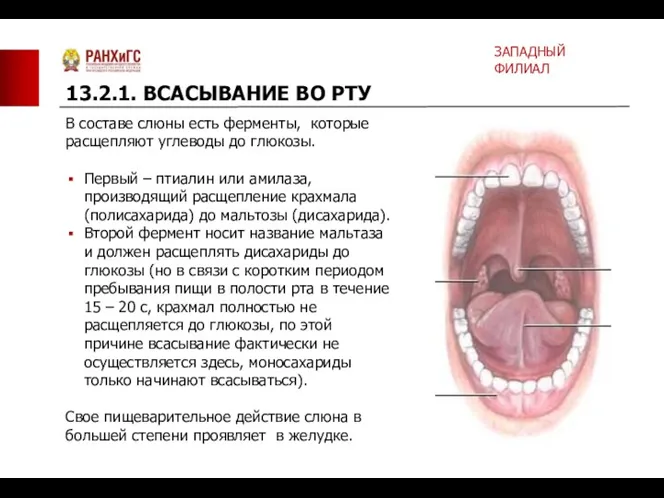 В составе слюны есть ферменты, которые расщепляют углеводы до глюкозы.