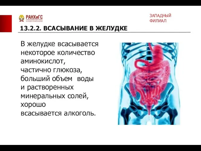 В желудке всасывается некоторое количество аминокислот, частично глюкоза, больший объем