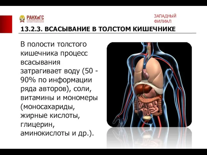 В полости толстого кишечника процесс всасывания затрагивает воду (50 -