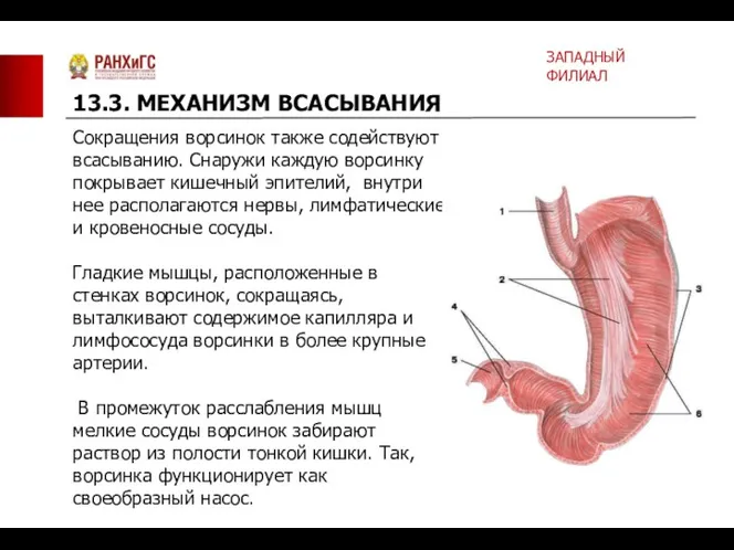 Сокращения ворсинок также содействуют всасыванию. Снаружи каждую ворсинку покрывает кишечный